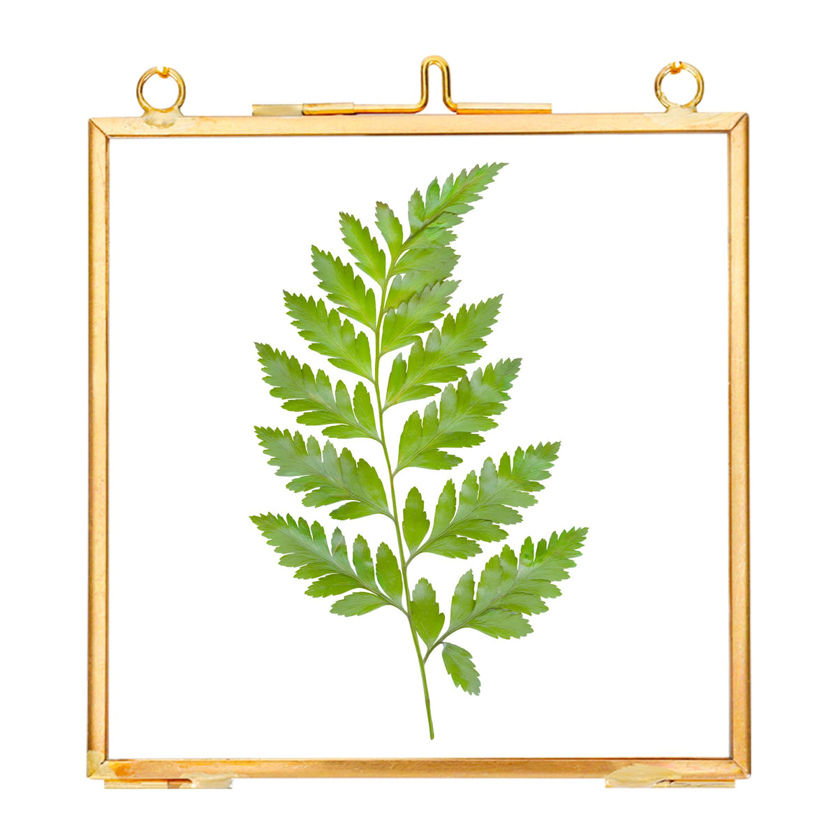 REDHUGO Glass Pressed Flower Frames,Vintage Hanging Picture Frames with Chain,Handmade Brass Floating Picture Frame,Plant Specimen Wall Ornament Display Artwork DIY Family Photo,Square,Gold,4x4 Inches
