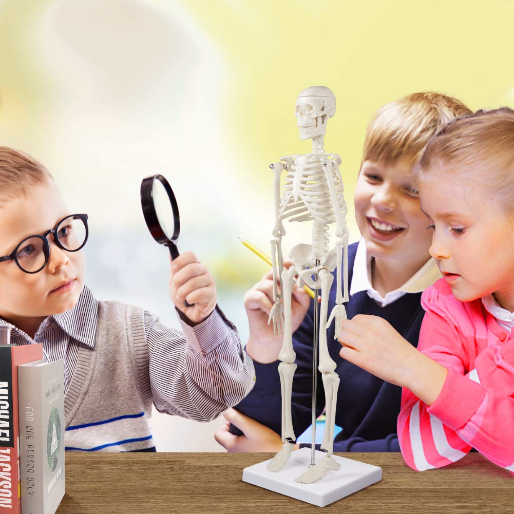 breesky Human Skeleton Model for Anatomy: 17” Human Skeleton Model with Movable Arms and Legs - Scientific Model for Study and Display