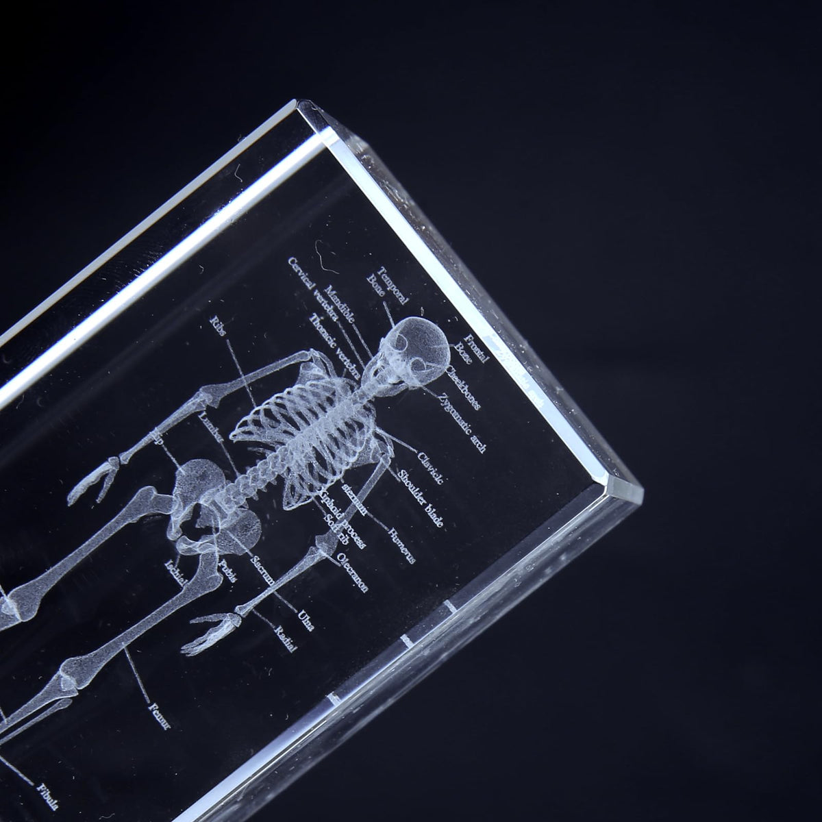 3D Human Skeleton Crystal Model Skeletal Anatomical Model for Home and Office Decoration, Unique Gift for Doctors and Students