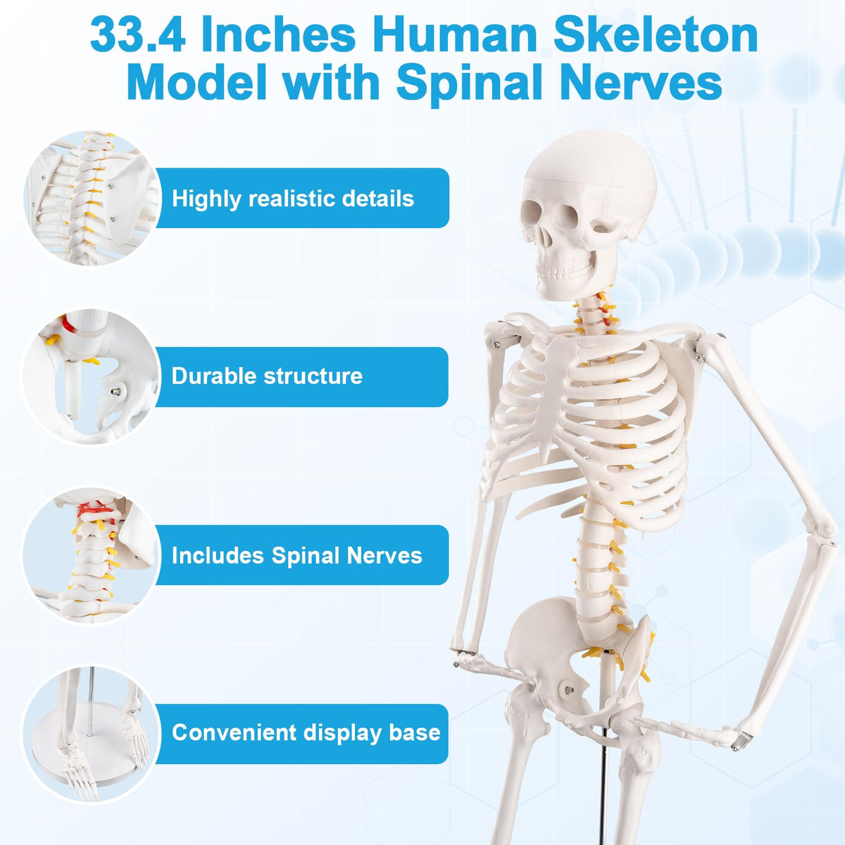 TYRRDE 33.4-Inch Human Skeleton Model – Mini Skeleton Anatomy Model with Nerves, Removable Arms & Legs, Scientific Study Painted Skeleton Model for Clear, Realistic Details with Display Base (Beige)