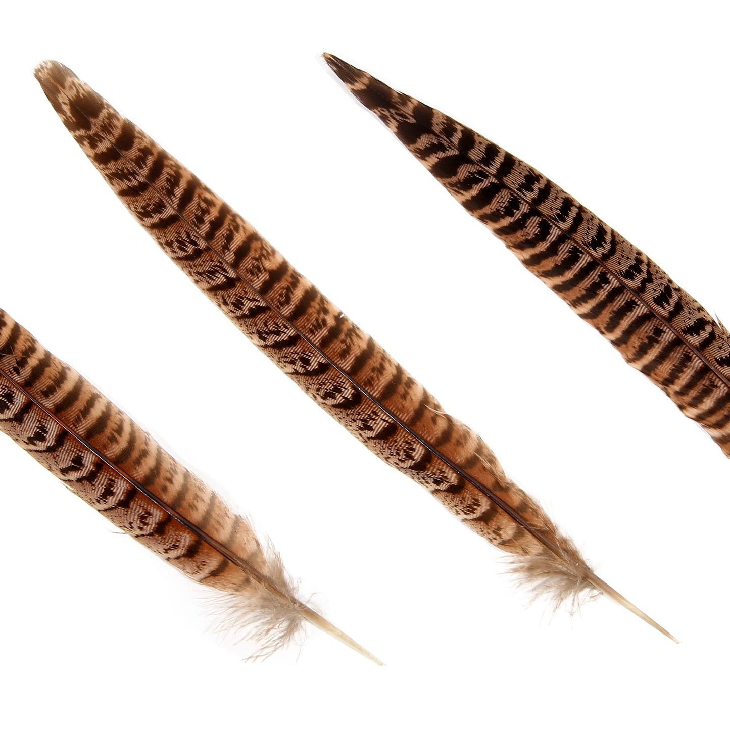 20pcs Female Pheasant Feather Natural Ringneck Tails Feathers 10-12inch 25-30cm for Crafts Home Wedding Party Performance DIY Decoration Pheasant Feather,Female Pheasant Feathers