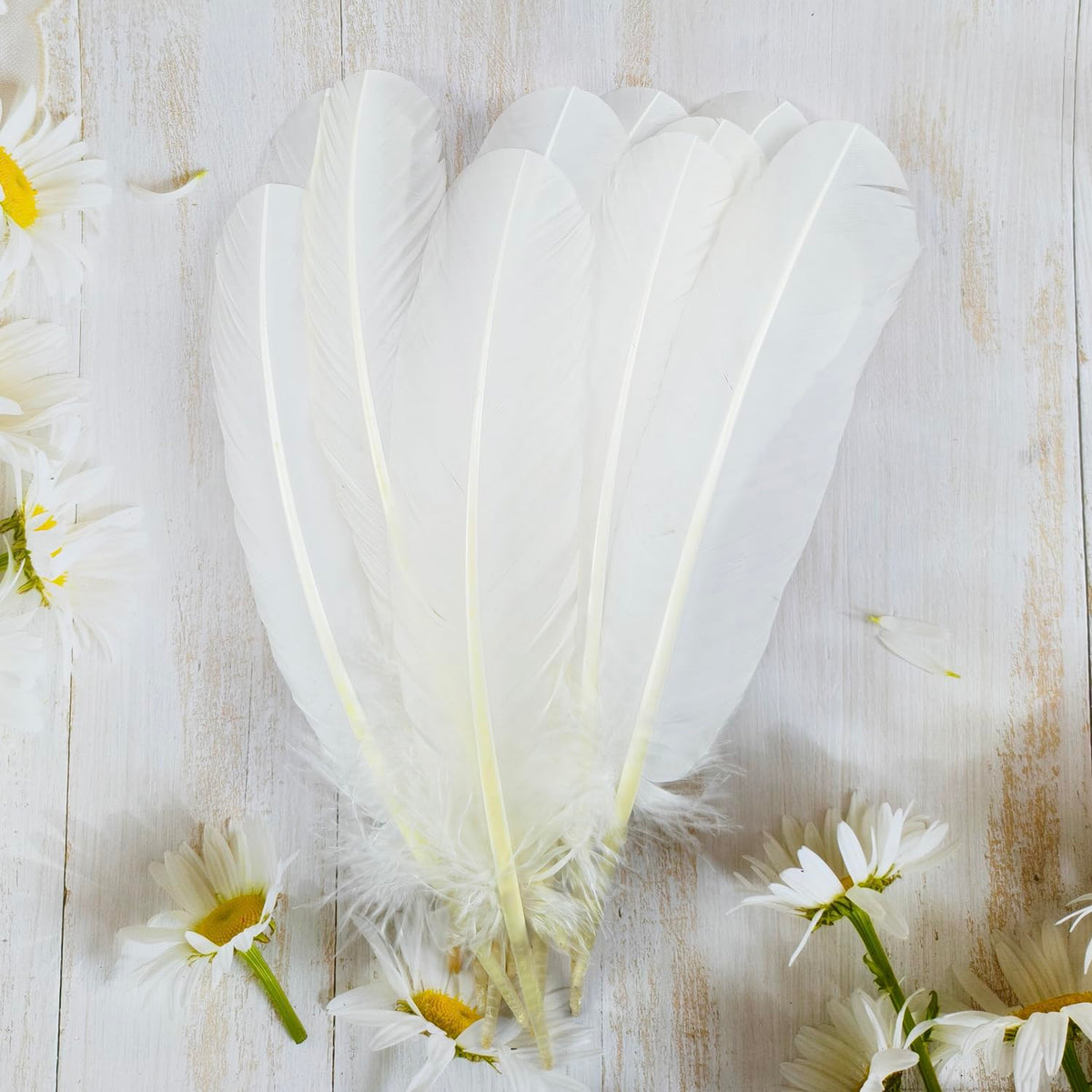 Feathers for Crafting 10-12 inches 24pcs Natural Black Big Turkey Feather Bulk for Craft DIY Crafts, Angel Wings, Dream Catcher and Wedding Party Decorations (White)