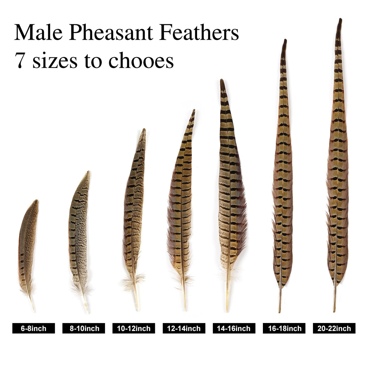 MAOFENG 12pcs Natural Feathers Male Ringneck Pheasant Tails Feathers 8-10inch 20-25cm for Crafts Wedding Party Performance Home DIY Decoration,Male Pheasant Feathers