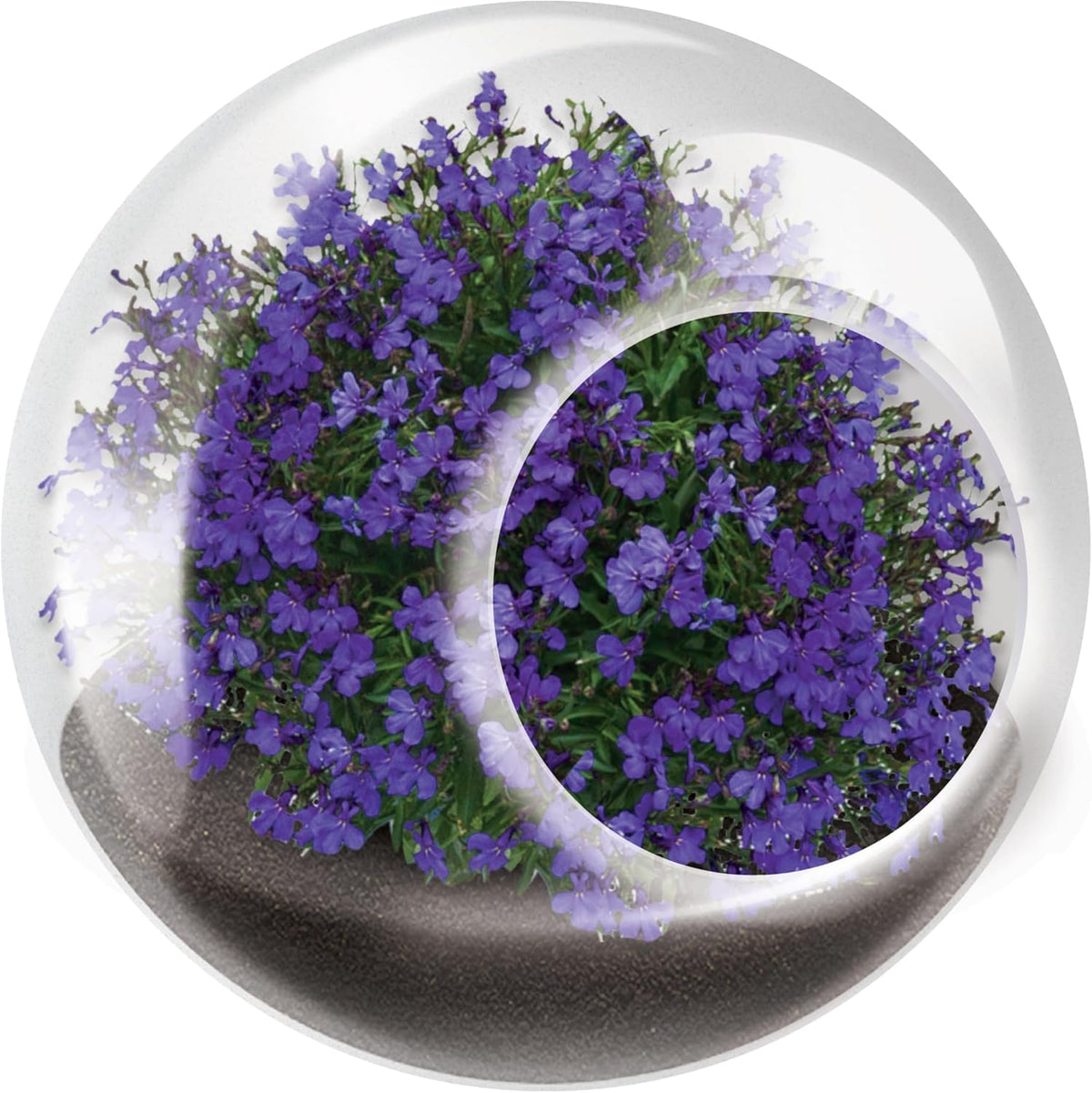 Unique Gardener Tiny Terrarium Plant Seeds 6 Variety Pack, DIY Indoor Succulents and Live Plants for Home or Garden Planting, Assorted Flowering Pack