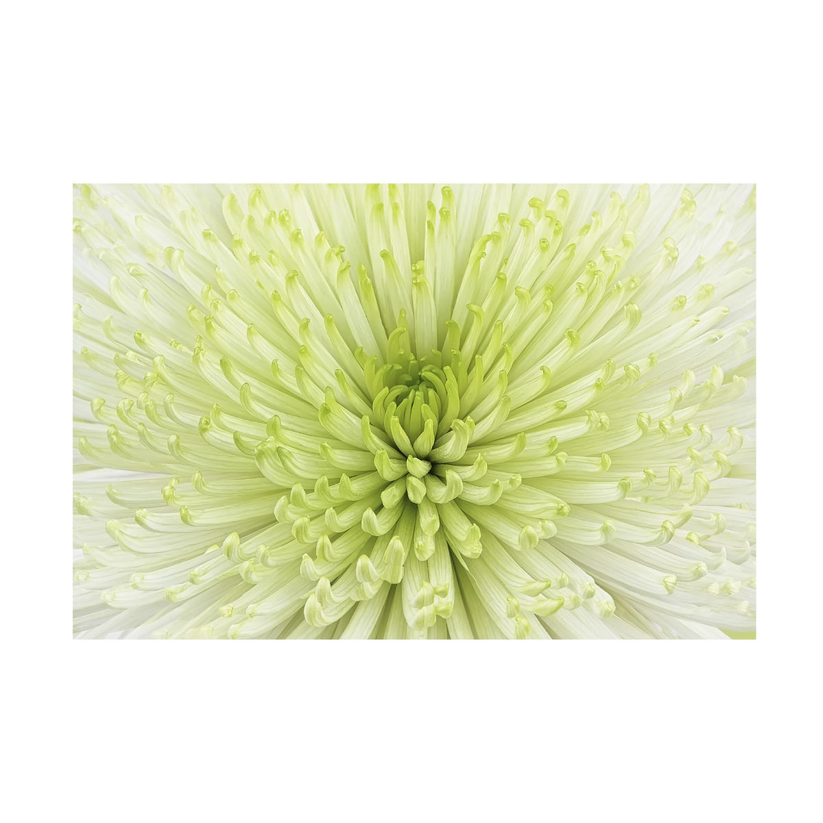 Wrapped Canvas Wall Art - Cora Niele 'Lime Light Spider Mum' Wall Art for Living Room, Bedroom, or Office Décor - 12x19