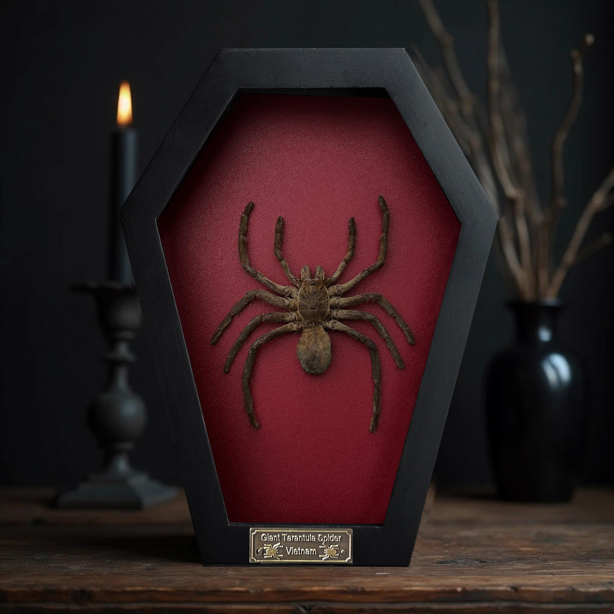 Real Spider Tarantula Gothic Witchy Spooky Beetle Bug Entomology Shadow Box Insect Oddity Curiosities Taxidermy Wall Art Home Decor Living Gallery CF18-56-DO