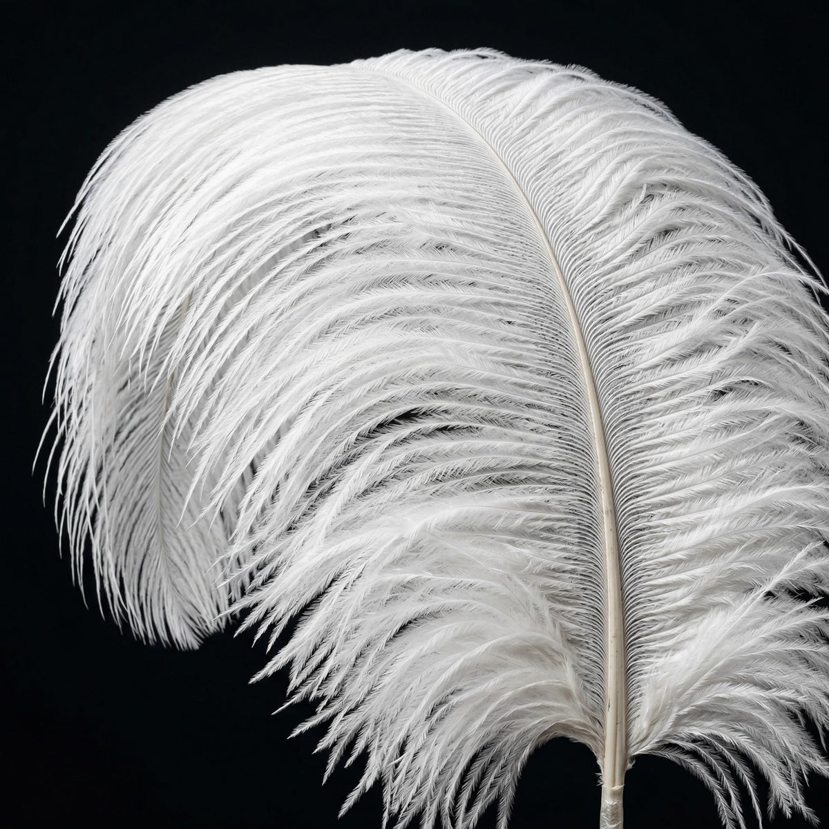 Lamar 10 Pcs XXL White Ostrich Feathers 20-22 Inch Large Ostrich Feathers with Thick Pole, Voluminous, High-Luster Perfect for Weddings, Centerpieces, DIY Decor, Photography