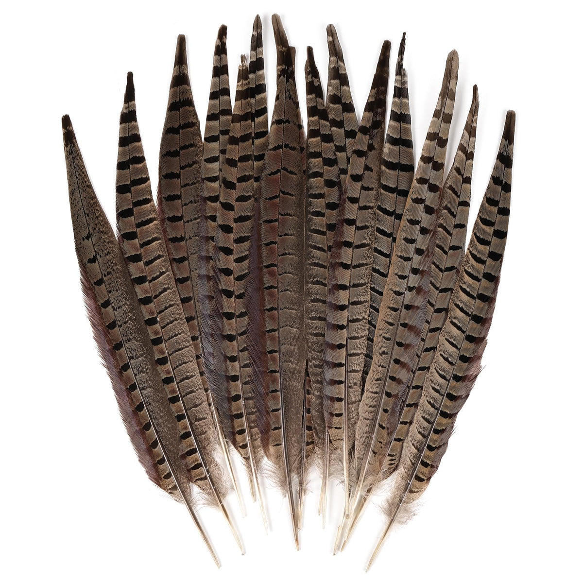 MAOFENG 12pcs Natural Feathers Male Ringneck Pheasant Tails Feathers 16-18inch 40-45cm for Crafts Wedding Party Performance Home DIY Decoration,Male Pheasant Feathers