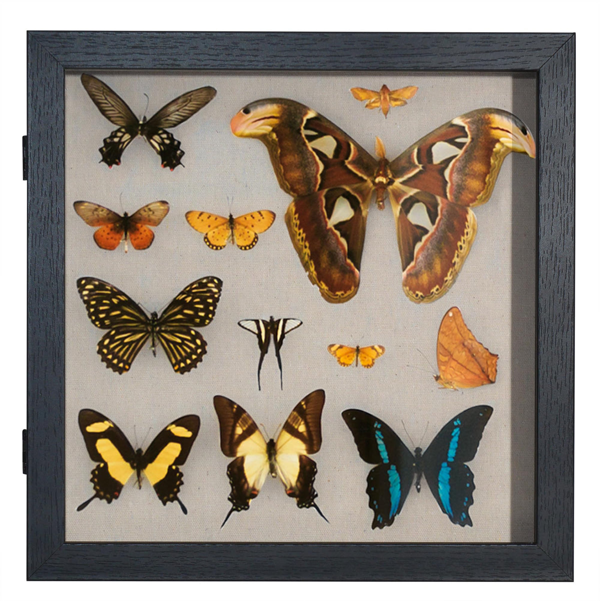Americanflat Front Opening 11x11 Shadow Box Frame with Shatter-Resistant Glass - Silhouette Collection - Shadow Box Display Case for Tabletop and Wall Display - Black