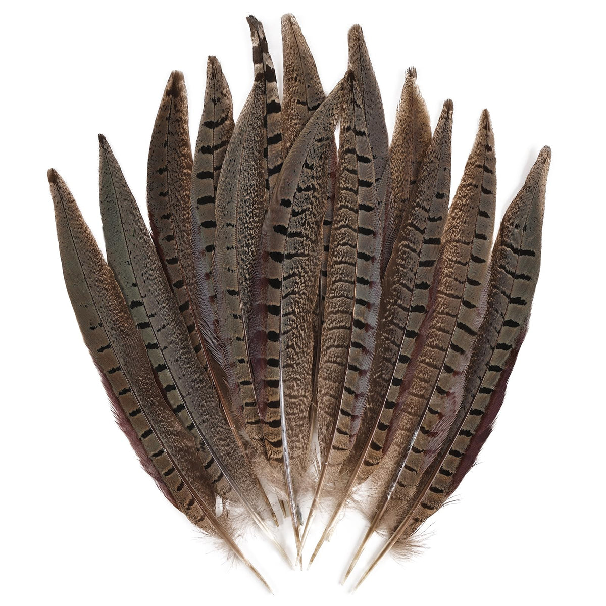 MAOFENG 12pcs Natural Feathers Male Ringneck Pheasant Tails Feathers 8-10inch 20-25cm for Crafts Wedding Party Performance Home DIY Decoration,Male Pheasant Feathers
