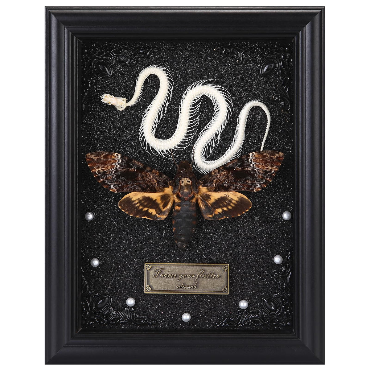 Real Death Head Moth Framed with Snake Skeleton, Gothic Insect Specimen Display in Shadow Box, Taxidermy Collectables Wall Art Home Decor