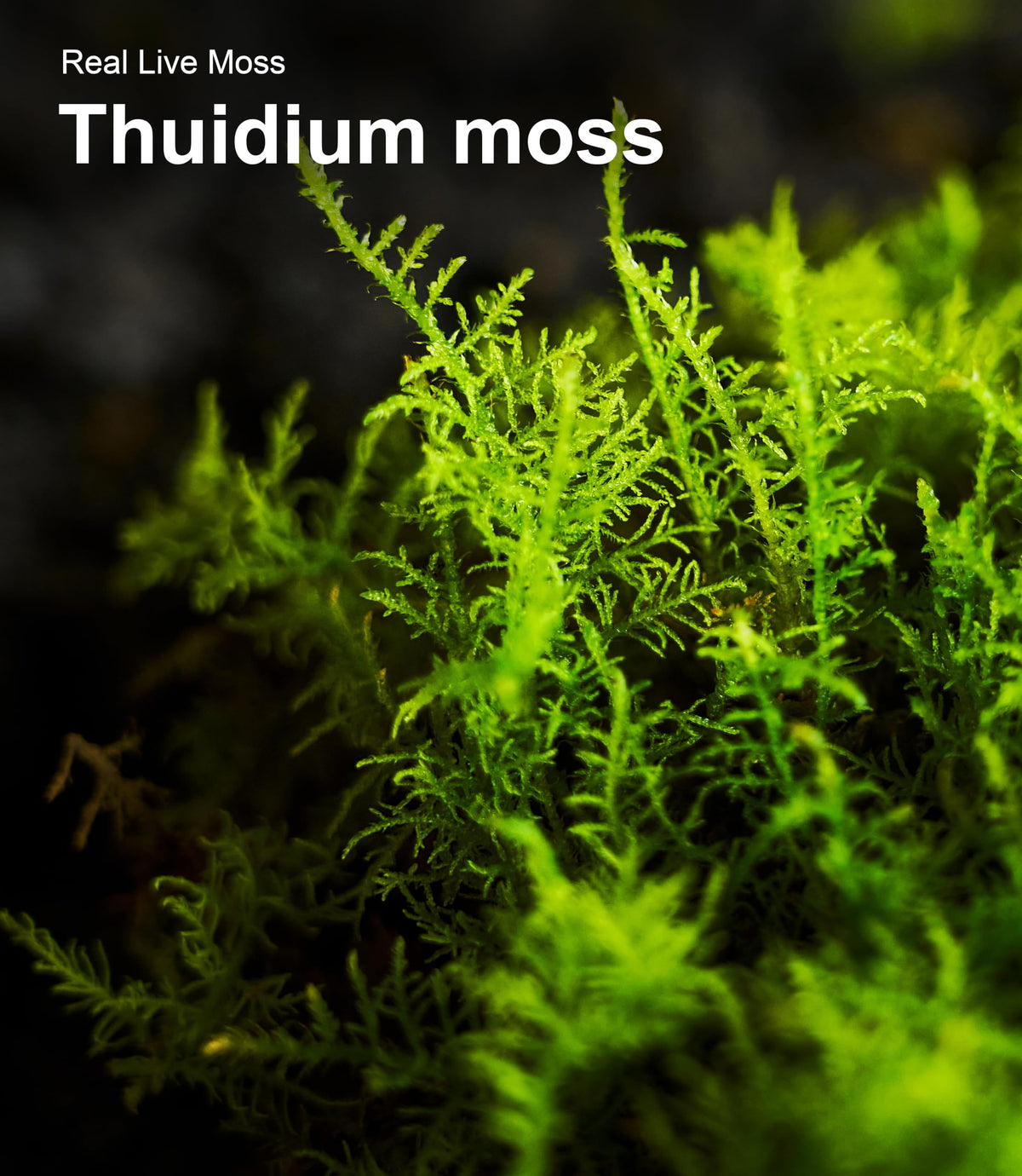 Live Moss Variety Pack for Reptiles– 3-Pack Mixed Real Terrarium Mosses (Each 3.5" x 7") – Live Sheet/Sphagnum Moss for Snake Gecko Turtle Frog Habitats, DIY Plant Décor – Fresh Reptiles Substrate