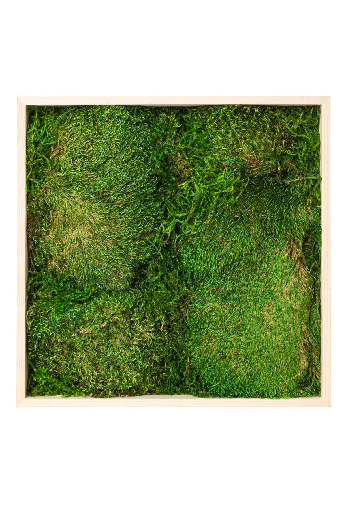 SuperMoss (20251 Mood Moss Frame Handcrafted in the USA for Stunning Moss Wall Decor – Zero Maintenance, Perfect for Home, Office, and Weddings, 24” x 24”, Fresh Green